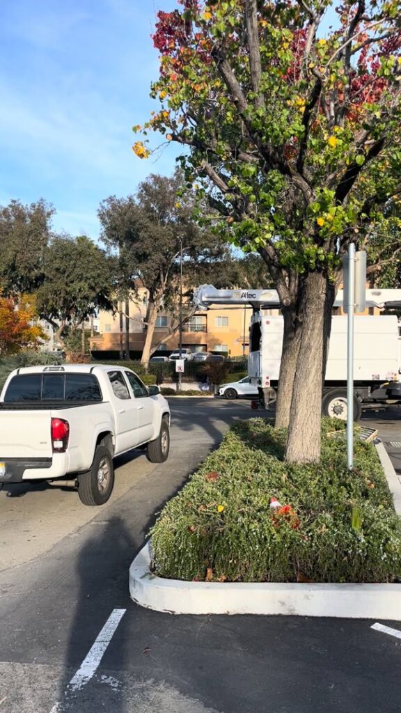 Business queued-photos - NewVista Tree Service