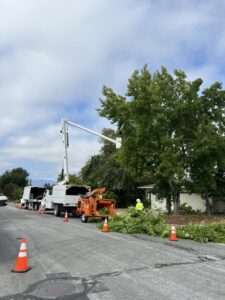 Business queued-photos - NewVista Tree Service