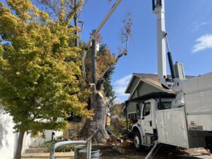 Business queued-photos - NewVista Tree Service