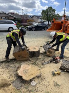 Business queued-photos - NewVista Tree Service