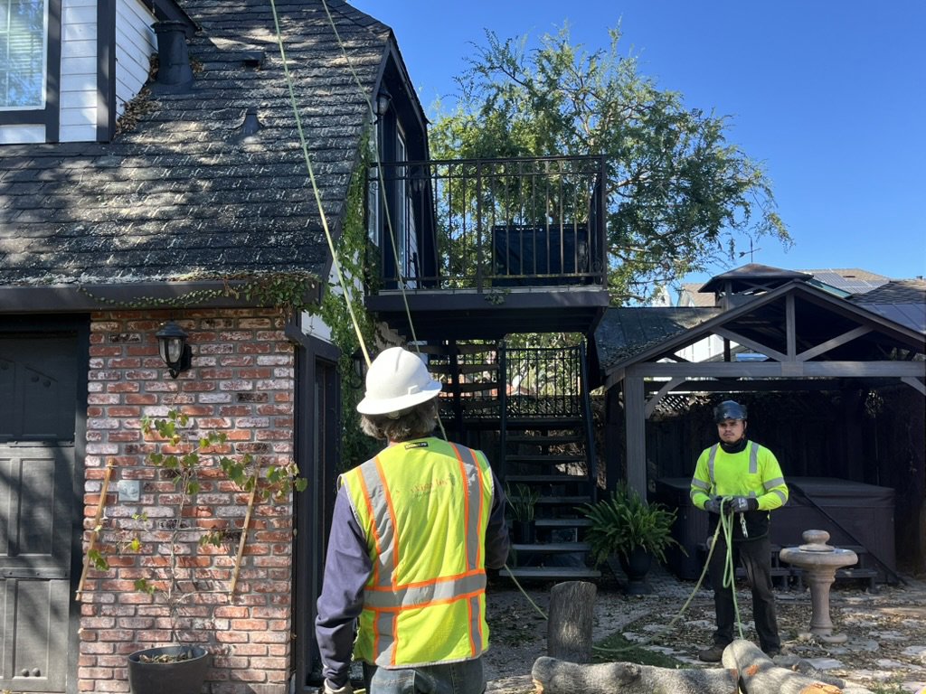 Business queued-photos - NewVista Tree Service