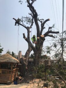 Business queued-photos - NewVista Tree Service