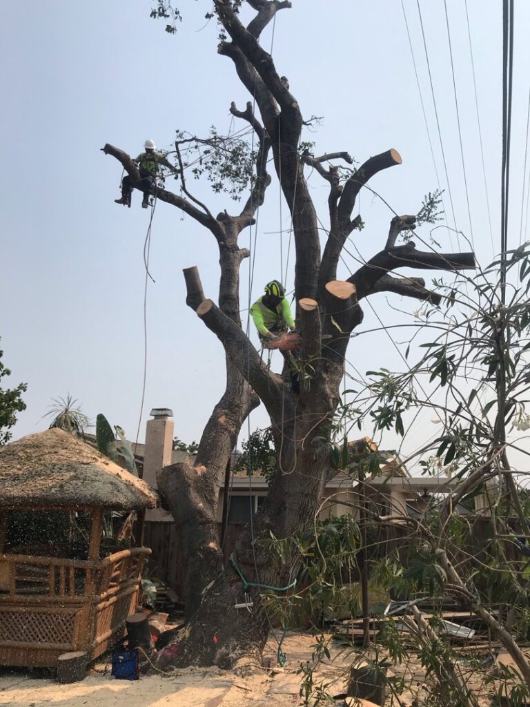 Business queued-photos - NewVista Tree Service