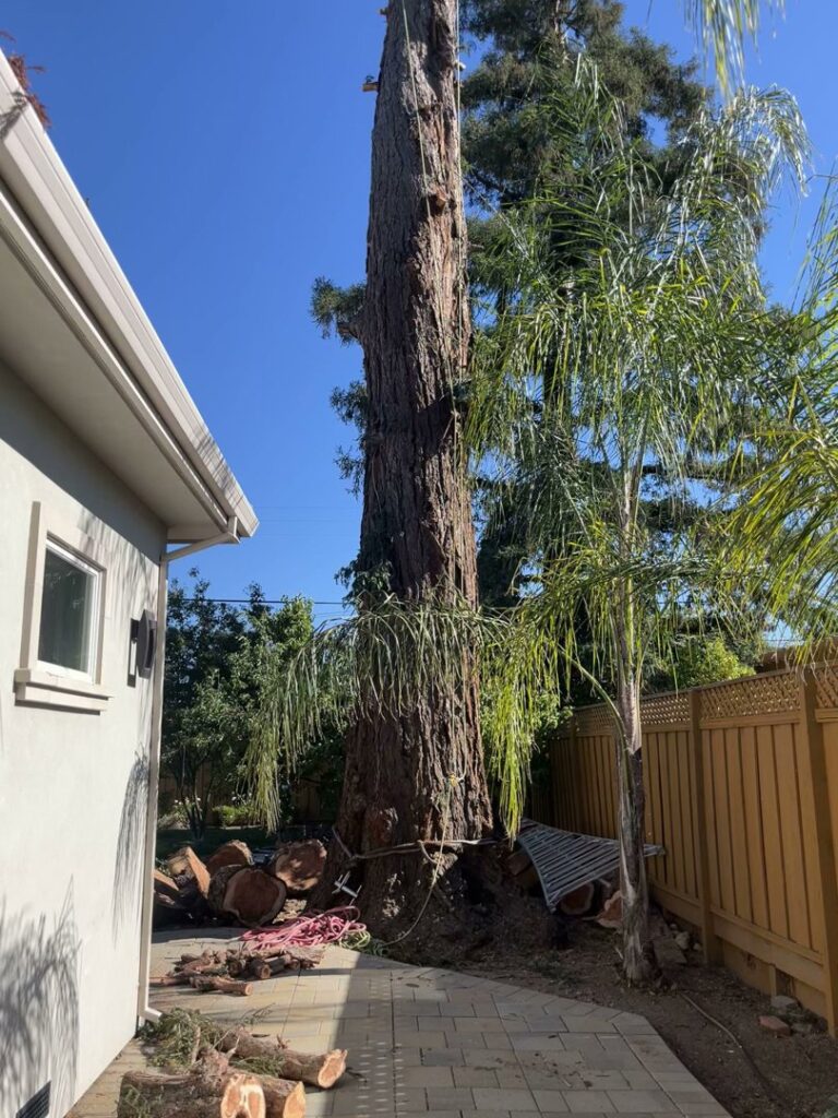 Business queued-photos - NewVista Tree Service