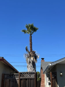Business queued-photos - NewVista Tree Service