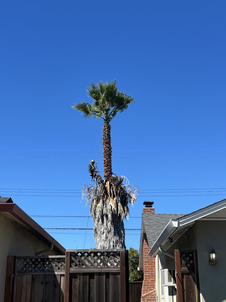 Business queued-photos - NewVista Tree Service
