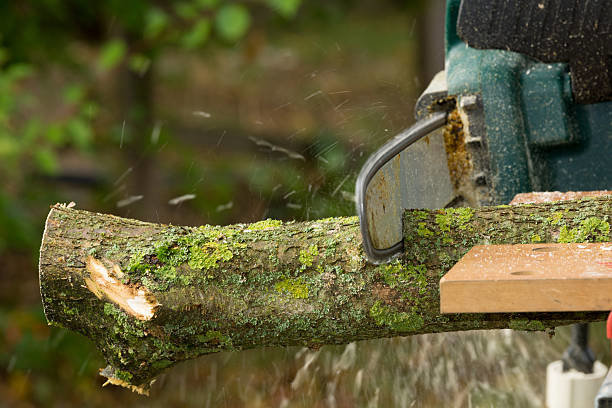 Business queued-photos - NewVista Tree Service