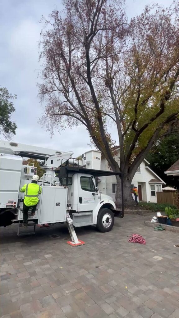 Business queued-photos - NewVista Tree Service
