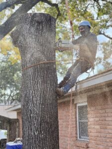 Business queued-photos - De Paz Tree Service