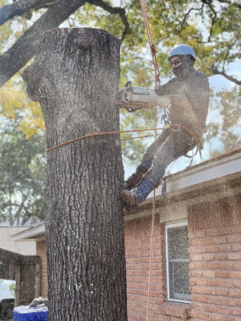Business queued-photos - De Paz Tree Service