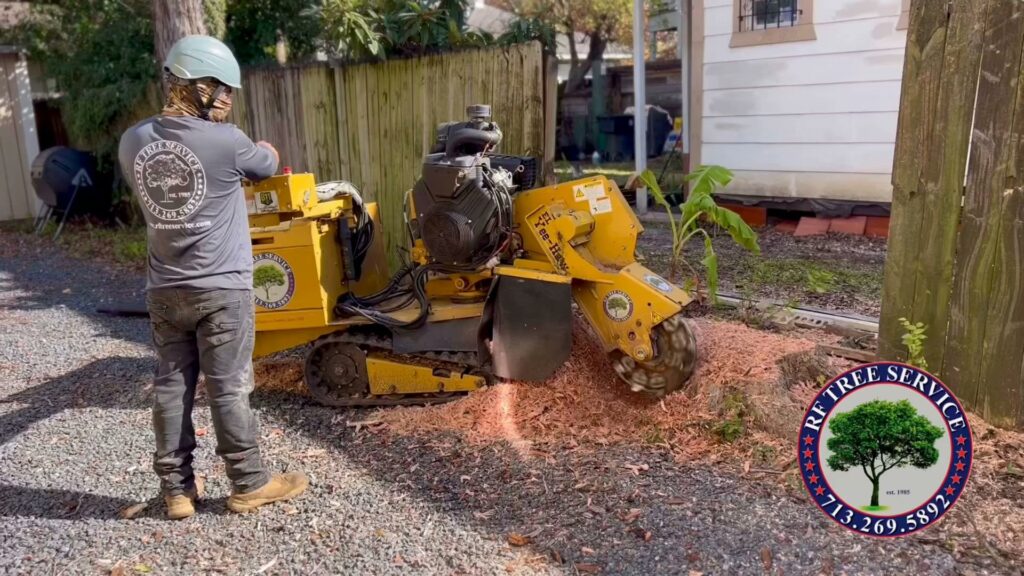 Business queued-photos - De Paz Tree Service