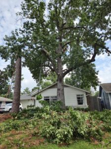 Business queued-photos - De Paz Tree Service