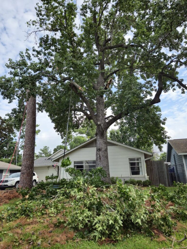 Business queued-photos - De Paz Tree Service