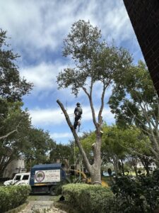 Business queued-photos - De Paz Tree Service