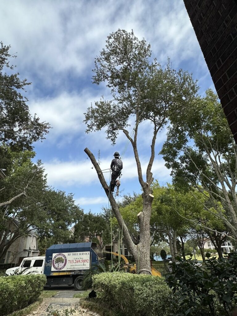 Business queued-photos - De Paz Tree Service