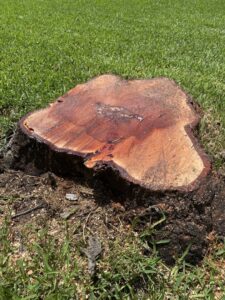 Business queued-photos - De Paz Tree Service