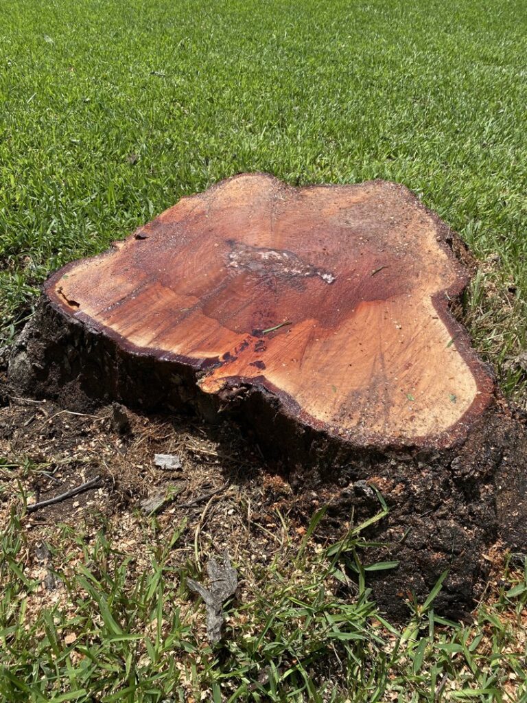 Business queued-photos - De Paz Tree Service