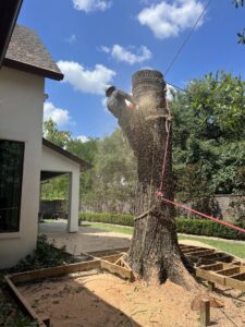 Business queued-photos - De Paz Tree Service