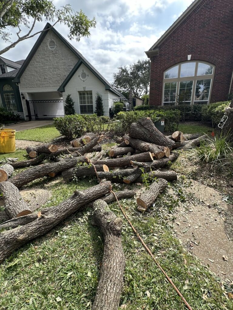 Business queued-photos - De Paz Tree Service