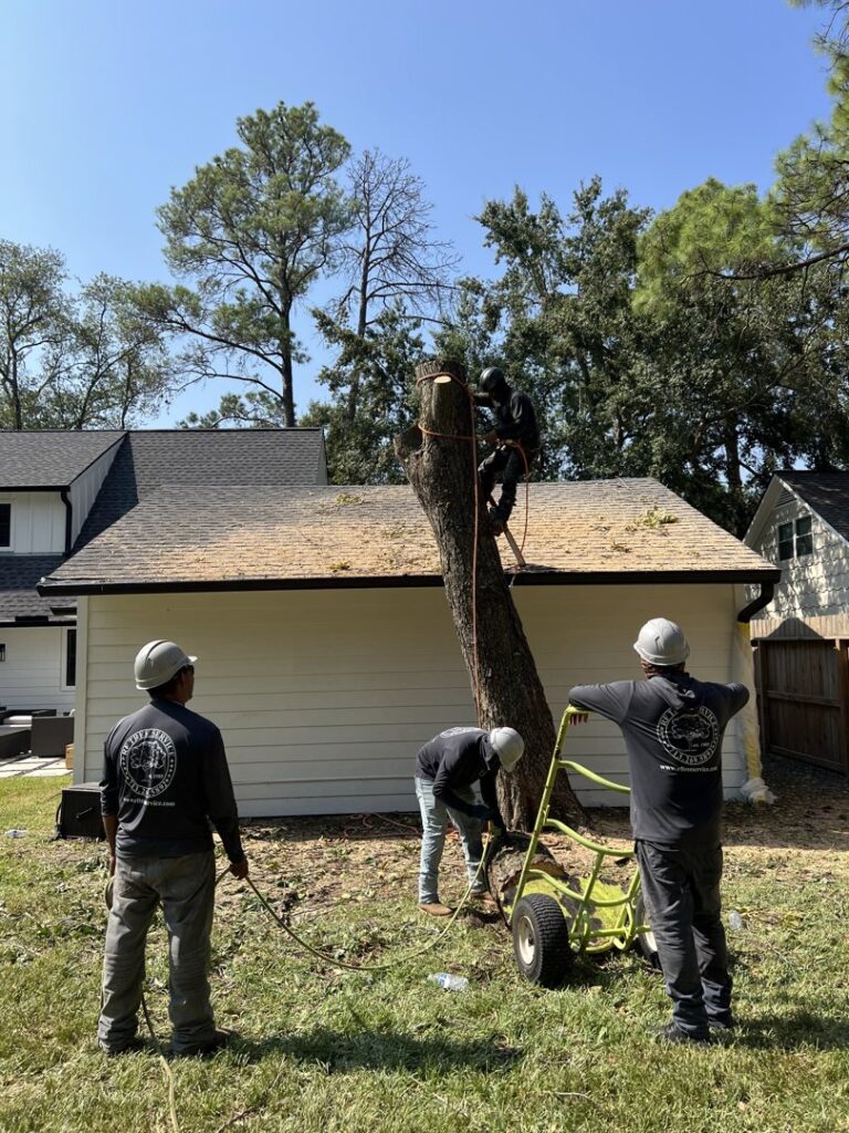 Business queued-photos - De Paz Tree Service