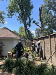Business queued-photos - De Paz Tree Service