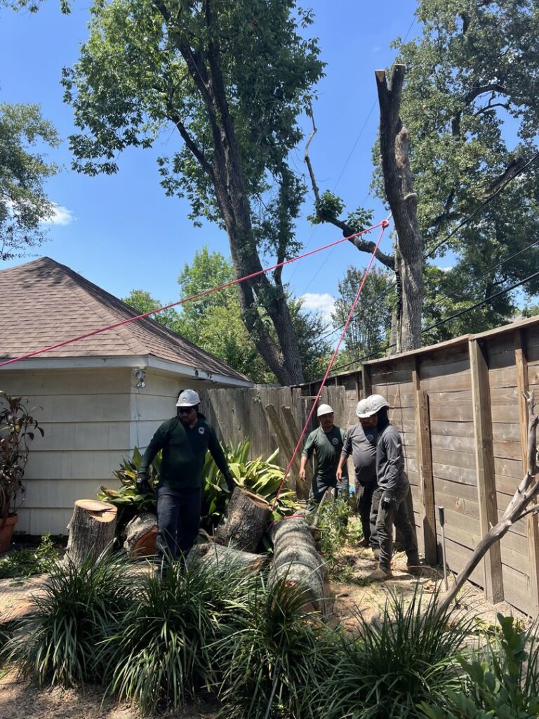 Business queued-photos - De Paz Tree Service