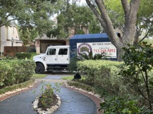 Business queued-photos - De Paz Tree Service