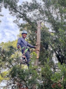 Business queued-photos - De Paz Tree Service
