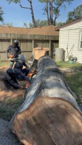 Business queued-photos - De Paz Tree Service