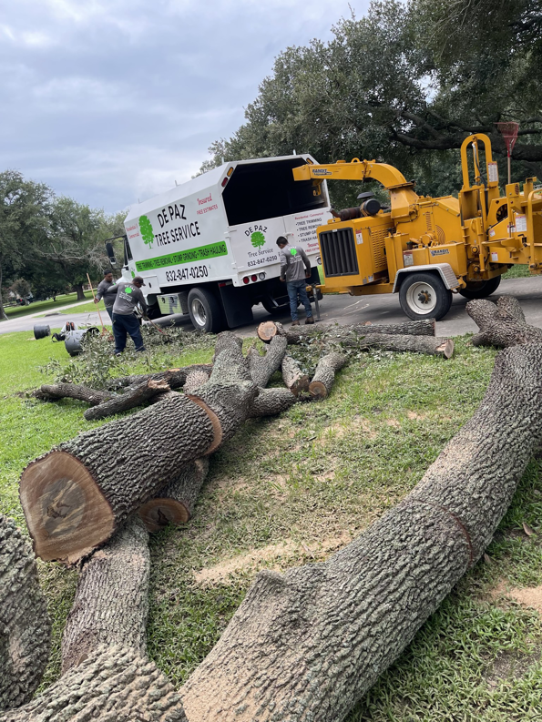 Business queued-photos - De Paz Tree Service