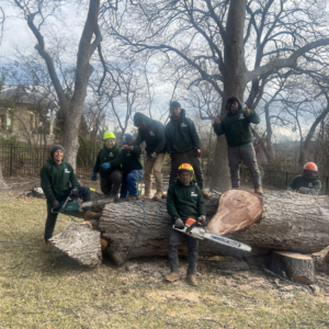 Business queued-photos - JP Tree Services