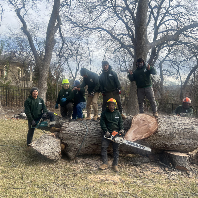 Business queued-photos - JP Tree Services