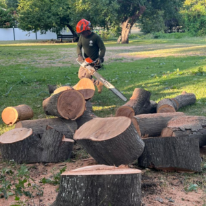 Business queued-photos - JP Tree Services