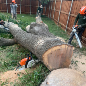 Business queued-photos - JP Tree Services