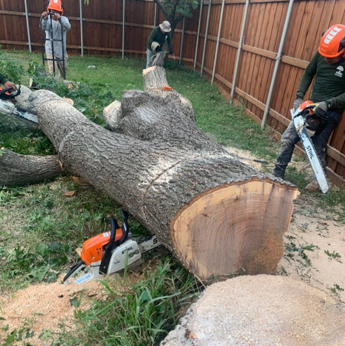 Business queued-photos - JP Tree Services