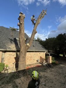 Business queued-photos - JP Tree Services