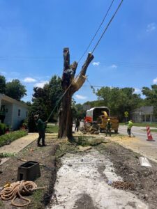 Business queued-photos - JP Tree Services