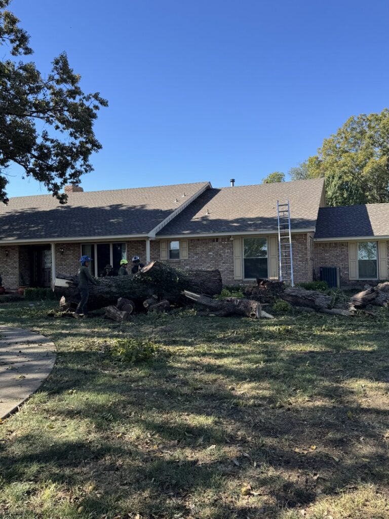 Business queued-photos - JP Tree Services