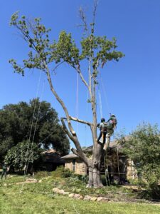 Business queued-photos - JP Tree Services