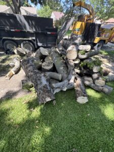 Business queued-photos - JP Tree Services