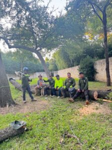 Business queued-photos - JP Tree Services