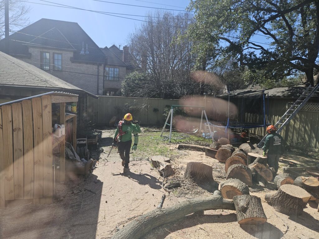 Business queued-photos - JP Tree Services