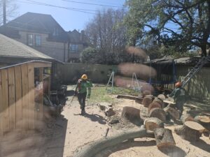 Business queued-photos - JP Tree Services