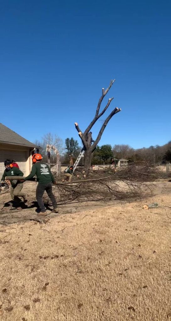 Business queued-photos - JP Tree Services