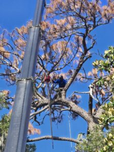 Business queued-photos - 904tree.com