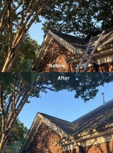 Business queued-photos - MTM Tree Services