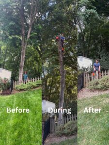 Business queued-photos - MTM Tree Services