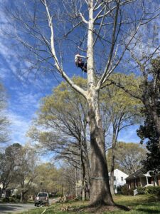 Business queued-photos - MTM Tree Services