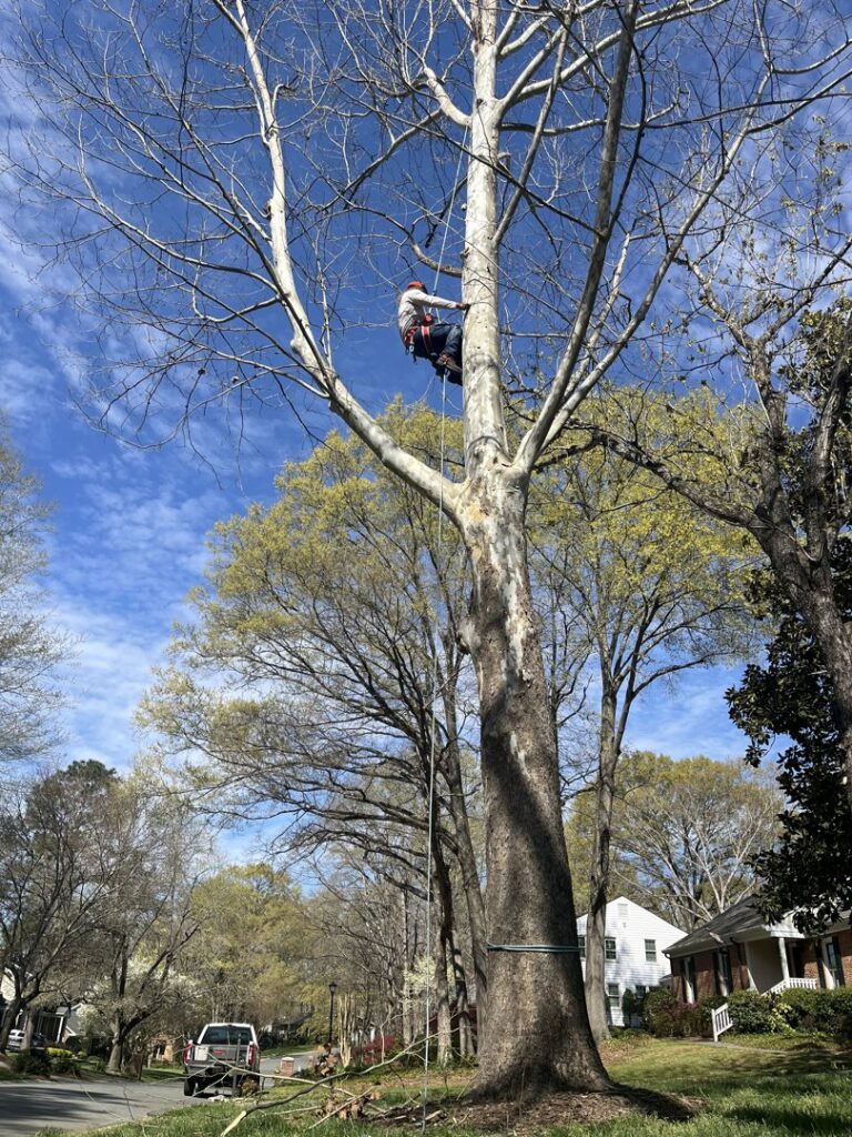 Business queued-photos - MTM Tree Services
