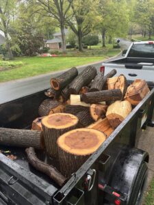 Business queued-photos - MTM Tree Services